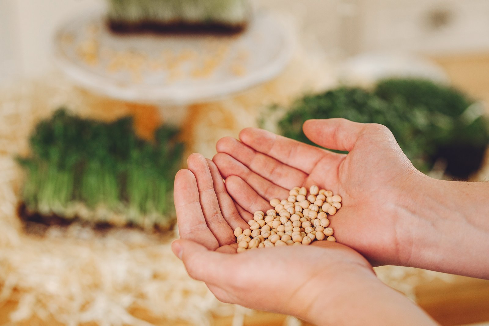 Seed Production & Technology